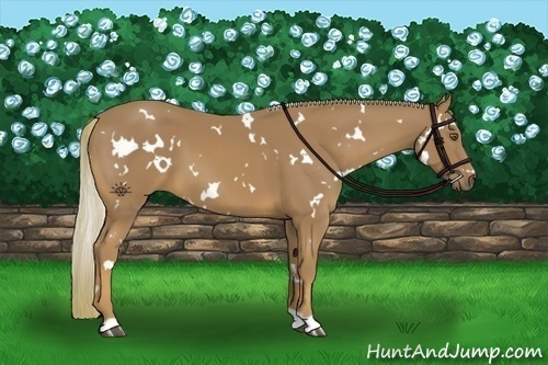 Horse Color:White Spotted Chestnut 