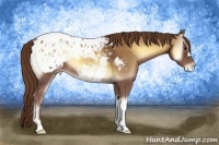 Horse Color:Red Onyx Appaloosa 