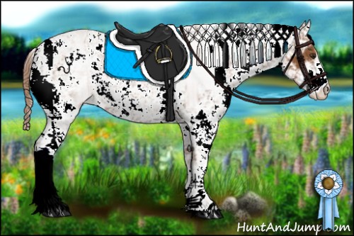 Horse Color:Chestnut Sabino 