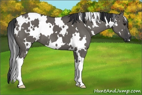 Horse Color:White Spotted Grullo
