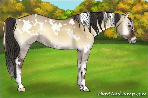Horse Color:White Spotted Liver Red Dun Onyx