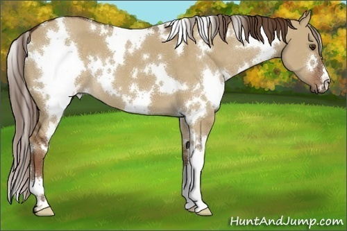 Horse Color:White Spotted Liver Red Dun 