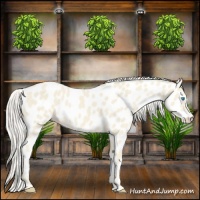 Horse Color:Cremello Appaloosa