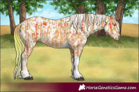 Horse Color:Plaid Palomino Tobiano and Plaid Chestnut Leopard