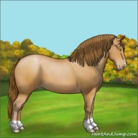 Horse Color:Bay Pearl 