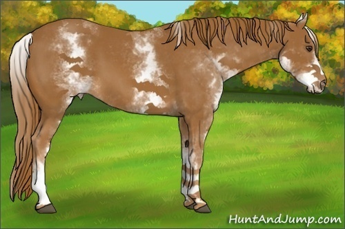 Horse Color:White Spotted Chestnut 