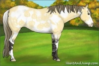 Horse Color:Buckskin Roan Splash Frame Appaloosa