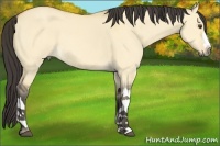 Horse Color:Buckskin Dun 
