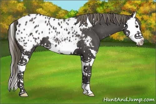 Horse Color:Smoky Black Splash Appaloosa 
