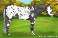 Horse Color:Smoky Black Splash Appaloosa