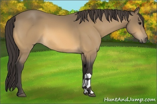 Horse Color:Buckskin 