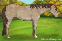 Horse Color:Classic Champagne Rabicano 