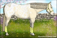 Horse Color:Amber Cream Champagne Appaloosa