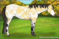 Horse Color:Gray White Spotted Buckskin Splash Appaloosa 