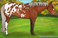 Horse Color:Silver Bay Appaloosa 