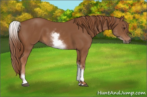 Horse Color:White Spotted Chestnut Sabino