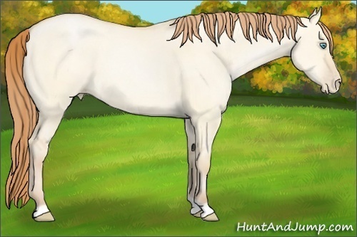 Horse Color:Buckskin Pearl Dun 