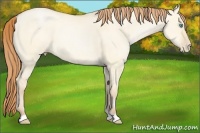 Horse Color:Buckskin Pearl Dun 