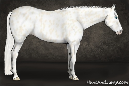 Horse Color:Cremello Leopard
