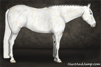 Horse Color:Cremello Leopard 