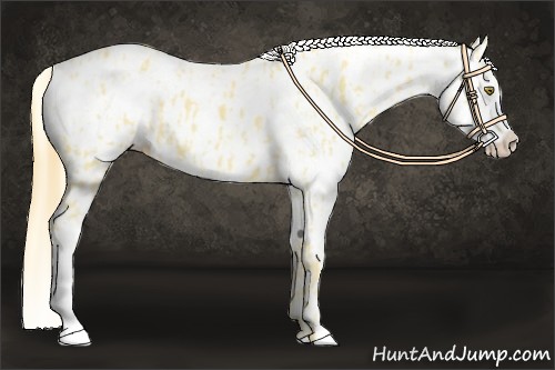 Horse Color:Palomino Appaloosa and Buckskin Appaloosa
