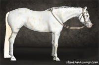 Horse Color:Palomino Near Leopard and Buckskin Near Leopard