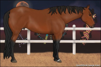 Horse Color:Gray Bay 