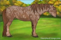 Horse Color:Chestnut Ice 