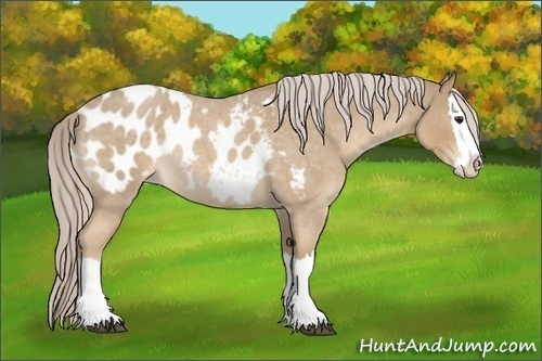 Horse Color:Palomino Roan Sabino Splash Appaloosa 