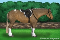 Horse Color:Chocolate Palomino Sabino Tobiano 