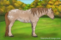 Horse Color:Red Ice Roan 