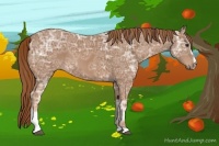Horse Color:Chestnut Ice Sabino 