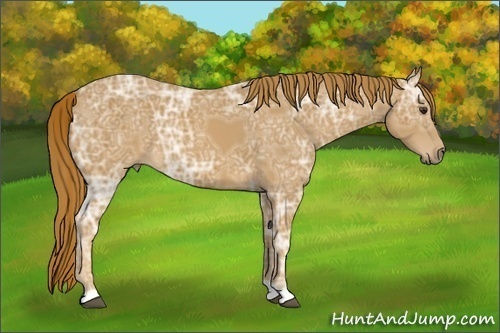 Horse Color:Chestnut Ice 