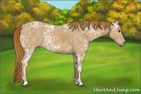 Horse Color:Chestnut Ice