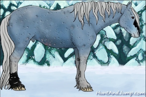 Horse Color:ERROR: UNKNOWN ANOMALY