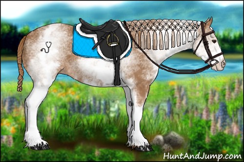 Horse Color:White Spotted Chestnut