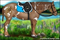 Horse Color:White Spotted Chestnut 