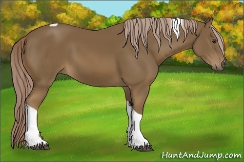 Horse Color:Chocolate Palomino Tobiano 