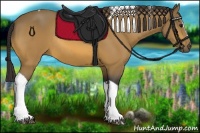 Horse Color:Buckskin Sabino Tobiano Rabicano