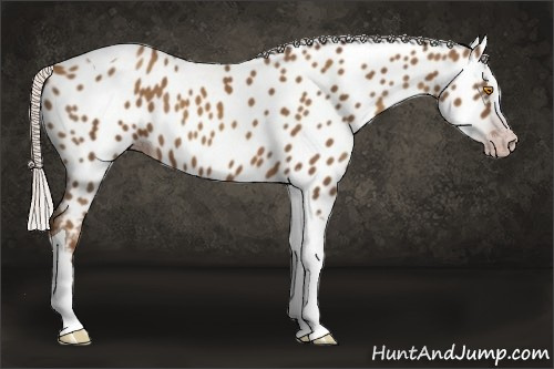 Horse Color:Gray Silver Classic Champagne Splash Tobiano Appaloosa Rabicano 