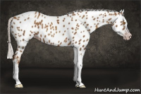 Horse Color:Gray Silver Classic Champagne Splash Tobiano Appaloosa Rabicano 