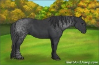 Horse Color:Black 