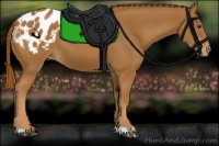 Horse Color:Chestnut Appaloosa 