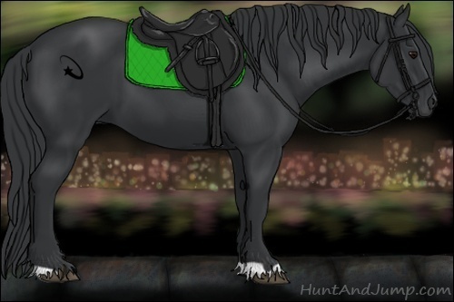 Horse Color:Black 