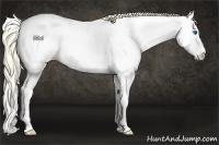 Horse Color:Palomino Splash Near Fewspot 