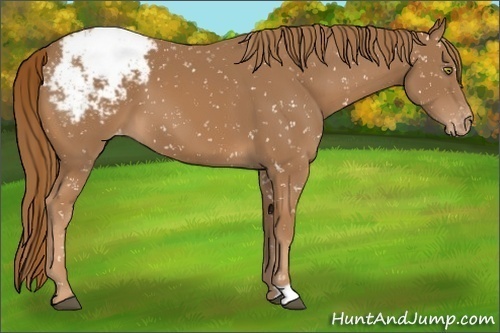 Horse Color:Chestnut Appaloosa 