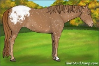 Horse Color:Chestnut Appaloosa 