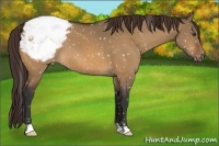Horse Color:Bay Dun Snowcap 