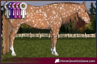 Horse Color:Chestnut Snowflake Varnish