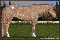 Horse Color:Chestnut Appaloosa